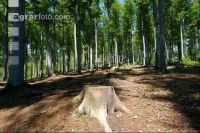 Buchenwald 8