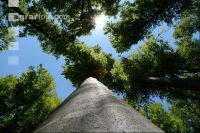 Buchenwald 7