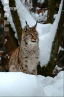 Luchs 1
