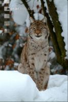 Luchs 2