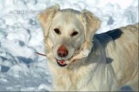 Hund im Schnee 2