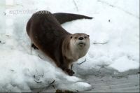 Fischotter 2