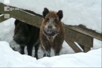 Wildschweine Schnee 1