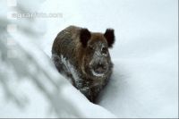 Wildschweine Schnee 3
