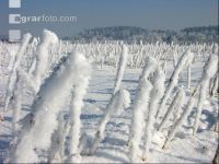 Senf Frost