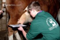 Tierbeurteilung 3