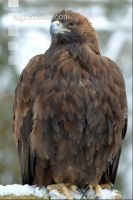 Steinadler 1