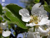 Birne Blüte 11
