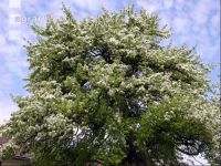 Birne Blüte 10