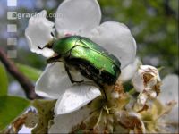 Rose chafer 1