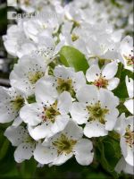 Birne Blüte 6