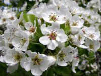 Birne Blüte 4