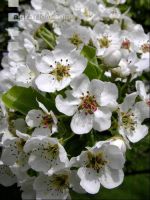 Birne Blüte 3