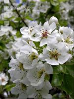 Birne Blüte 13