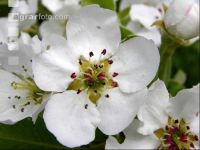 Birne Blüte 12