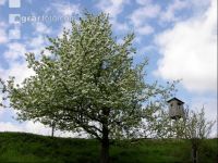 Mostobst Blüte 25