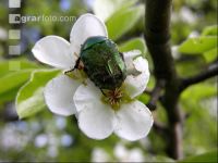 Rose chafer 2