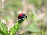 Ladybird 4