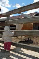 Kind und Kuh