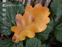 Eiche Blatt 2