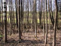 Erlenwald 1