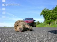 Toter Igel 1