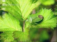 Green stink bug