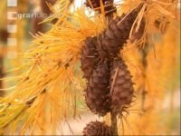 Larch cone 2