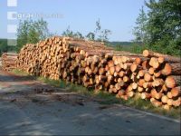 Schleifholz 1