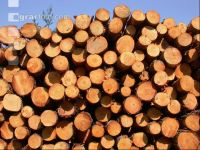 Pulpwood 2