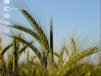 Triticale Blüte 18