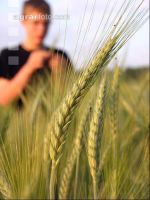 Triticale milchreif 1