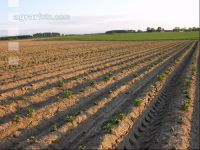 Potato emerge 7