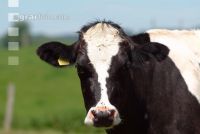 Holstein Weide 43