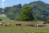Holstein Weide 45