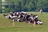 Holstein Weide 46