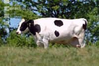 Holstein Weide 47