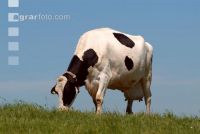 Holstein Weide 49