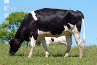 Holstein Weide 50