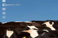 Holstein Weide 51