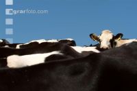 Holstein Weide 53