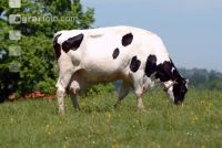 Holstein Weide 55