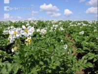 Potato blossom 17