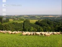 Milchschafe Weide 01