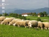 Milchschafe Weide 02
