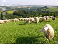 Milchschafe Weide 03