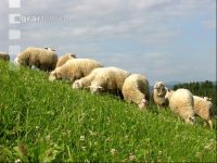 Milchschafe Weide 05