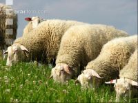 Milchschafe Weide 06