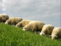 Milchschafe Weide 07