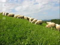 Milchschafe Weide 08